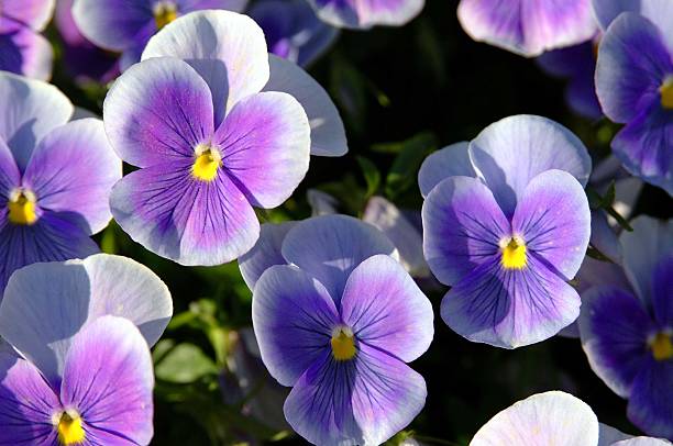 istock Bright Purple Pansy Flowers 139085052