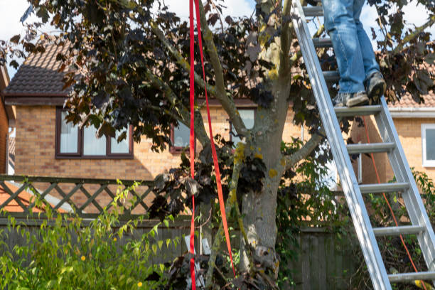 istock Senior man up a ladder trimming tree branches from a sycamore tree 1390850628