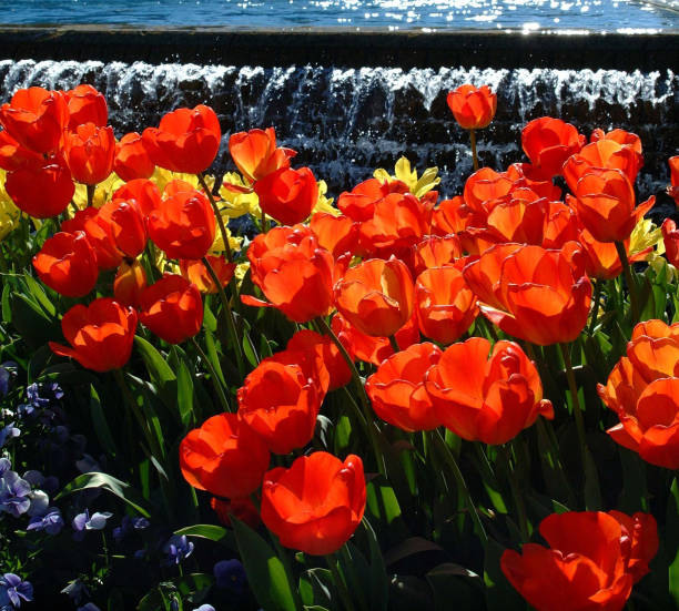 istock Red Tulips near Reflecting Pool 139085064