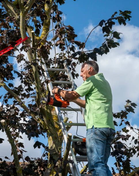 istock Senior man up a ladder trimming tree branches from a sycamore tree 1390850768