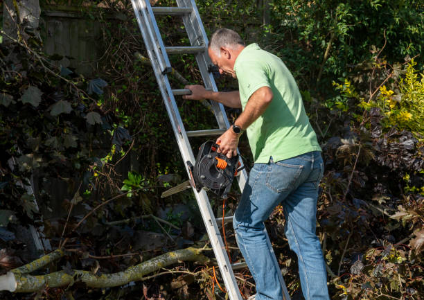 istock Senior man up a ladder trimming tree branches from a sycamore tree 1390850853