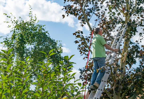 istock Senior man up a ladder trimming tree branches from a sycamore tree 1390850968