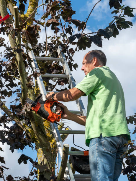 istock Senior man up a ladder trimming tree branches from a sycamore tree 1390851037