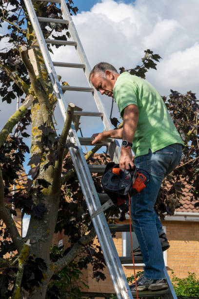 istock Senior man up a ladder trimming tree branches from a sycamore tree 1390851144