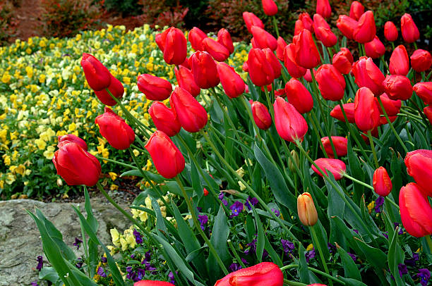 Tulipes rouges recherche du soleil - Photo