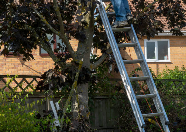 istock Senior man up a ladder trimming tree branches from a sycamore tree 1390851221