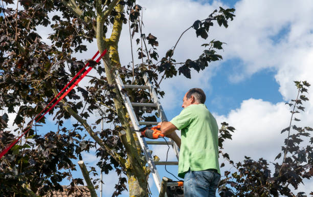 istock Senior man up a ladder trimming tree branches from a sycamore tree 1390851246