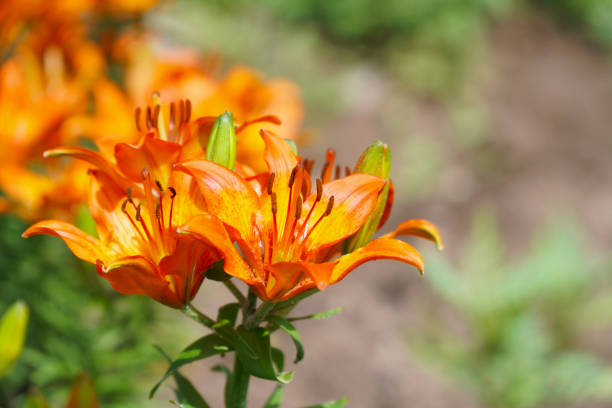 istock Orange lily flowers in the garden 1390851385