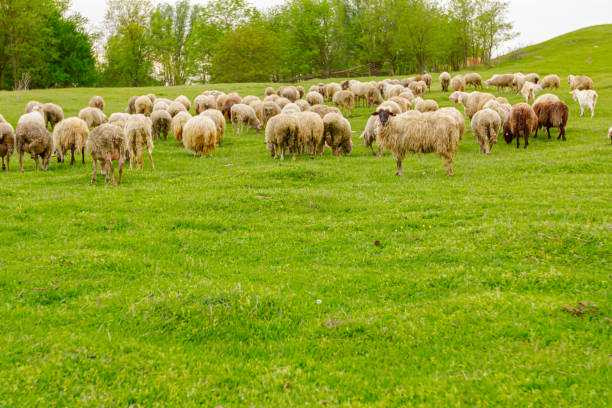 istock Sheep are grazing grass, on a pasture, meadow over hill 1390851973