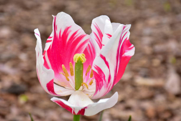 розовый и белый тюльпан - magnolia southern usa white flower стоковые фото и изображения