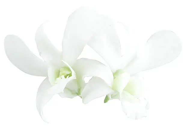 Series of orchid pics on white background.