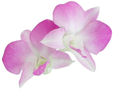 Series of orchid pics on white background.