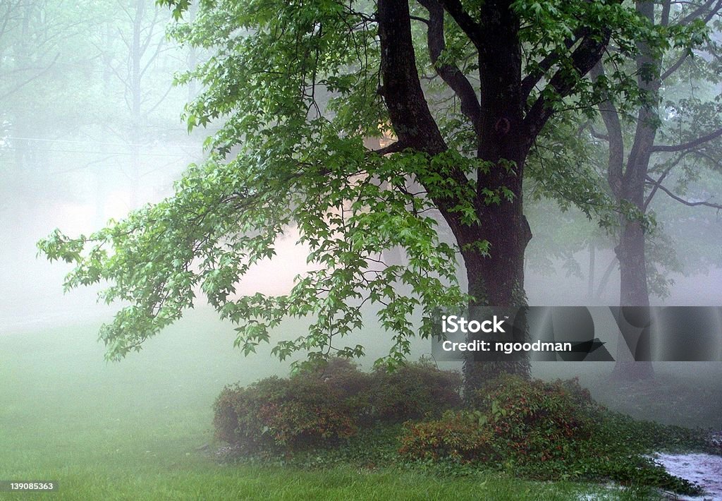 Wald im Nebel 2 - Lizenzfrei Baum Stock-Foto