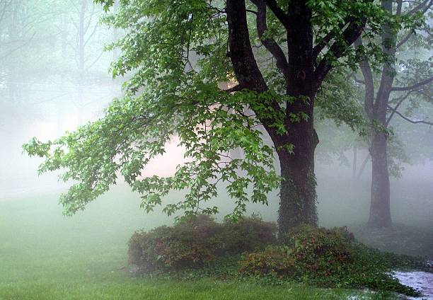 Wald im Nebel 2 – Foto