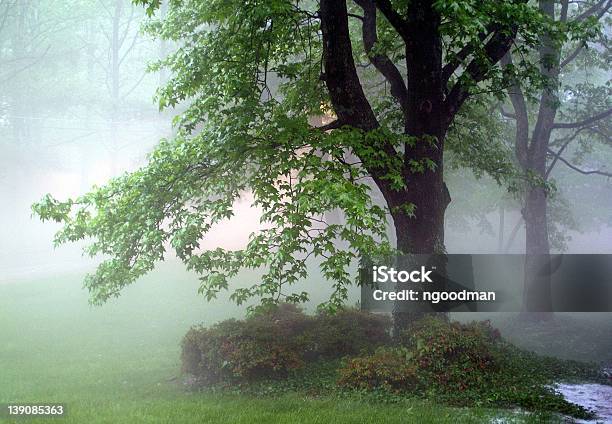 Wald Im Nebel 2 Stockfoto und mehr Bilder von Baum - Baum, Eiche, Eichenwäldchen