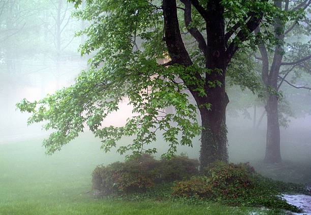 Forêt avec le brouillard 2 - Photo