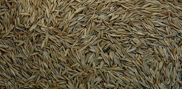 Fescue Gras seed – Foto