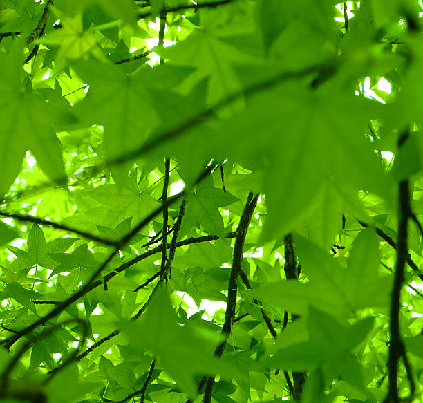 Vue Feuille de printemps. Sweet Gomme (Liquidambar styraciflua - Photo