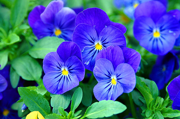 Strahlendblau Stiefmütterchen Blumen – Foto