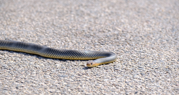 Common Ribbon Snake on the ground. Portrait - close up, small brown snake crawling on the road. brown snake crawling on the road.