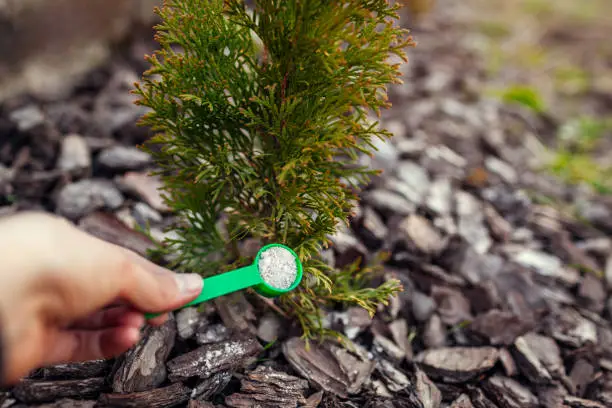 Gardener fertilizing arborvitae in spring garden. Close up of spoon with fertilizer. Taking care of evergreen thuja plants. Healthy trees