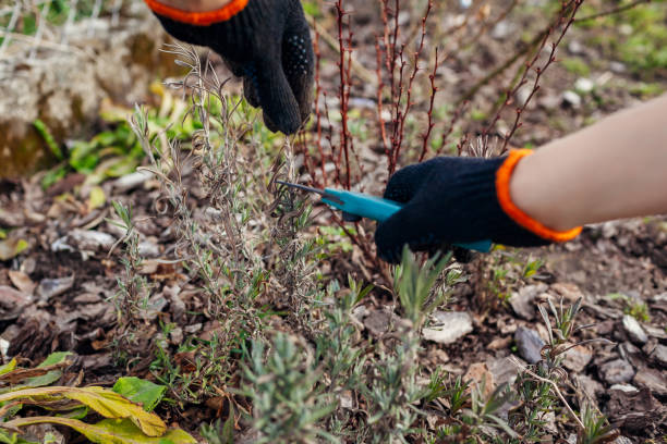 istock Pruning dry lavender tips after winter in spring garden using secateur. Gardener taking care of plants outdoor 1390853994