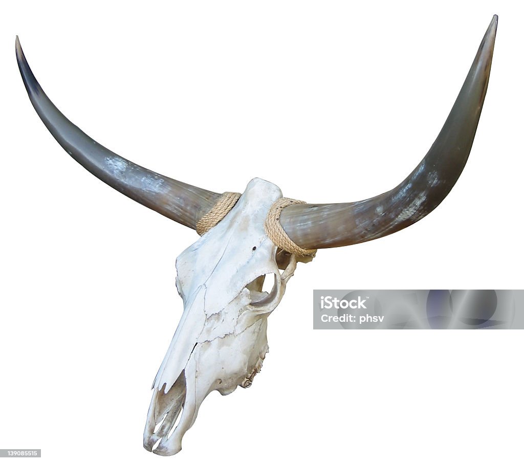 Motif de crâne de vache - Photo de Chaleur libre de droits