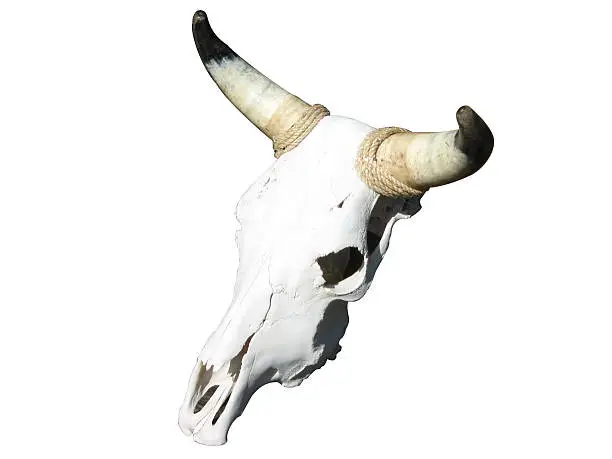 Cowskull image taken under natural lighting w/ clipping