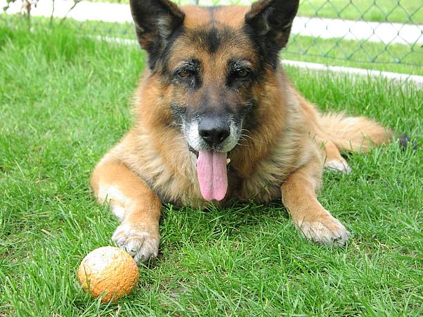 kuma desempenhar no jardim com Bola - fotografia de stock