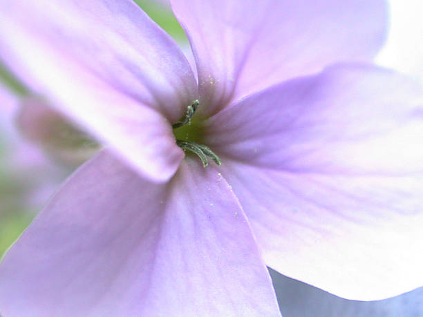Macro Purple Flower stock photo
