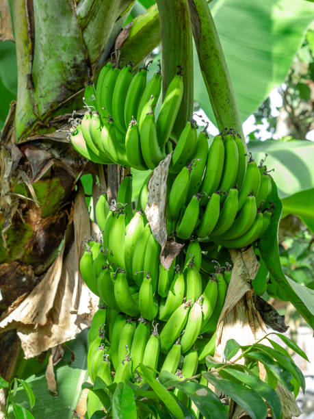 istock Dominican gastronomy 1390855425