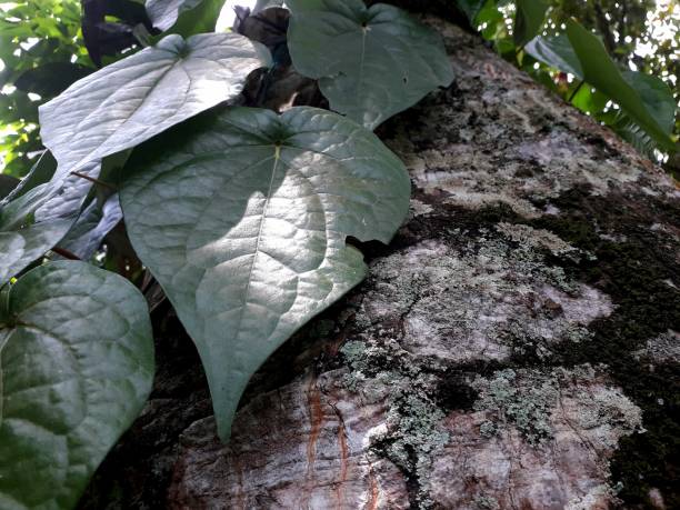 istock Piper betel leaf growing on plant stems 1390855494