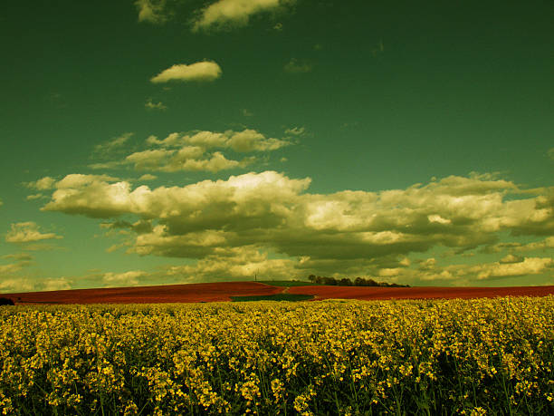 clouds above rapefields stock photo