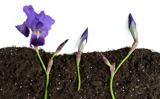 Soil cutting with purple iris flowers sprouting on white background at top of photo. Copy space.