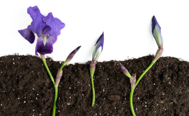 Soil cutting with purple iris flowers sprouting. International Earth Day. Copy space. Soil cutting with purple iris flowers sprouting on white background at top of photo. Copy space. iris plant stock pictures, royalty-free photos & images