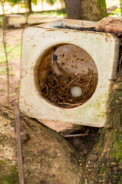 Chicken egg in a makeshift nest in an old tin can on a tree.