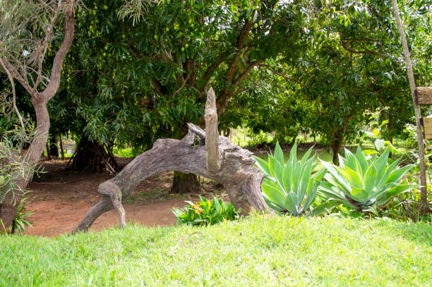 cenário ao ar livre na fazenda com árvores. - summer photography organic outdoors - fotografias e filmes do acervo