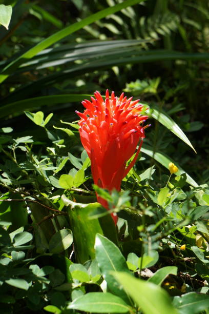 vaso-prateado - bromeliaceae - fotografias e filmes do acervo