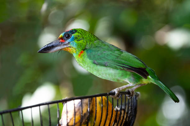 istock Red - throated Barbet 1390856928