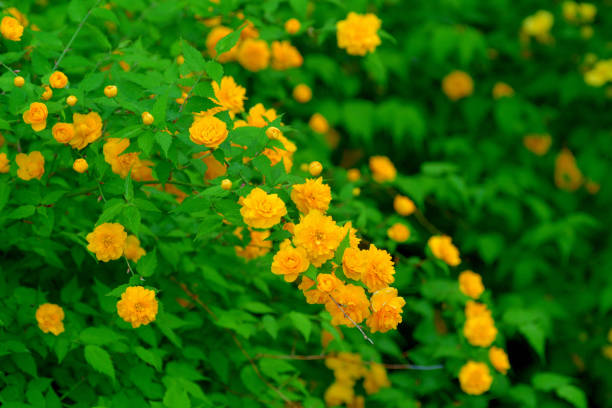 Kerria japonica, commonly called Japanese kerria or Japanese rose, is a graceful, spring-flowering, deciduous shrub that is native to certain mountainous areas of Japan and China. It grows to 1-2m tall on slender, arching, yellowish-green stems. Single, five-petaled, rose-like, yellow flowers bloom somewhat profusely in spring.