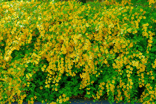 Kerria japonica, commonly called Japanese kerria or Japanese rose, is a graceful, spring-flowering, deciduous shrub that is native to certain mountainous areas of Japan and China. It grows to 1-2m tall on slender, arching, yellowish-green stems. Single, five-petaled, rose-like, yellow flowers bloom somewhat profusely in spring.