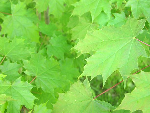 istock Wall of leaves 139085797