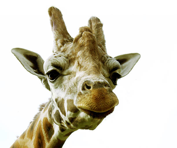 giraffe stock photo