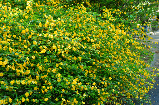 Kerria japonica, commonly called Japanese kerria or Japanese rose, is a graceful, spring-flowering, deciduous shrub that is native to certain mountainous areas of Japan and China. It grows to 1-2m tall on slender, arching, yellowish-green stems. Single, five-petaled, rose-like, yellow flowers bloom somewhat profusely in spring.