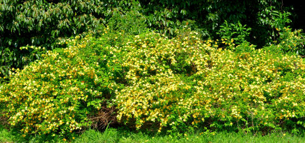 istock Kerria japonica / Japanese kerria 1390858018