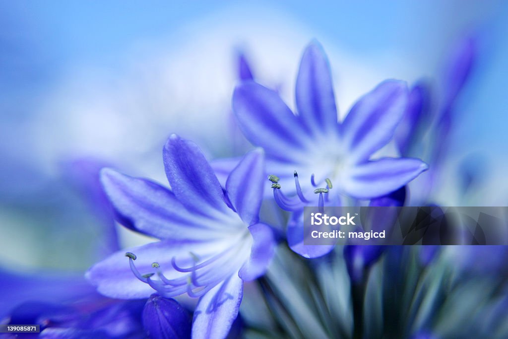 Zwei blauen Blumen - Lizenzfrei Blau Stock-Foto