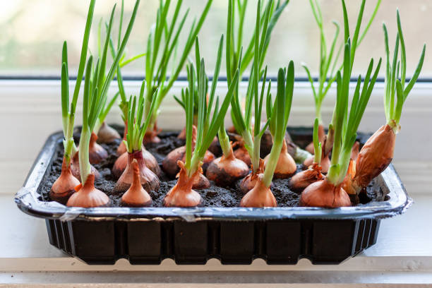 Used plastic packaging for growing green onions on a windowsill. Caring for the environment, reusing packaging. Used plastic packaging for growing green onions on a windowsill. Caring for the environment, reusing packaging. onion grow stock pictures, royalty-free photos & images