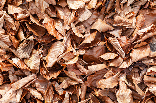 Fallen brown dry leaves - background, autumn cleaning.
