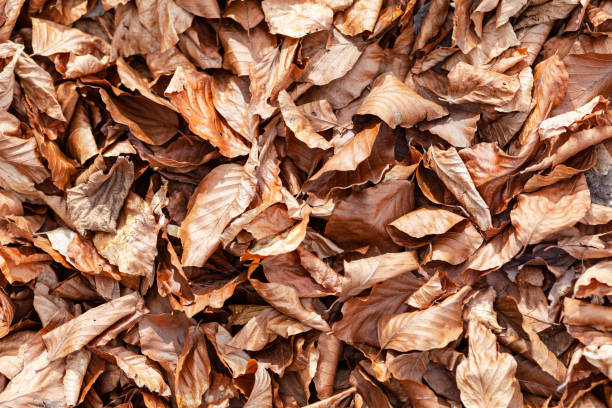 fallen brown dry leaves - background, autumn cleaning. - leaf autumn falling tree imagens e fotografias de stock