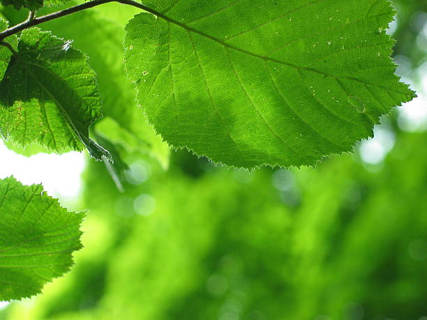 Sunlight through Green Leaf stock photo